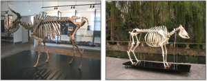 Esqueletos de Bos primigenius (izda) y de Bos taurus (dcha)