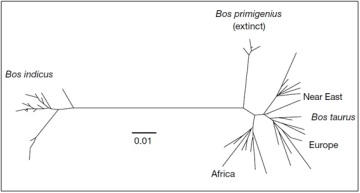 Esquema representando la distancia filogenética entre B. taurus, B. indicus y B. primigenius. (Troy et al., 2001).