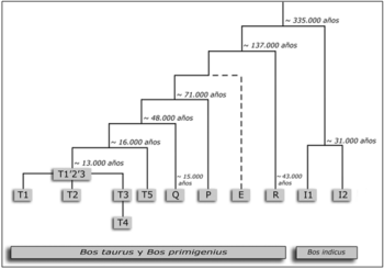 Propuesta filogenética de las relaciones representadas entre los distintos haplogrupos de Bos, con las estimaciones de los momentos de los momentos de divergencia. (Lira, 2010)