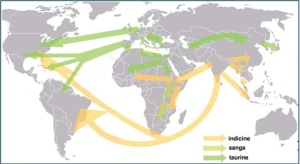 Movimientos migratorios de ganado taurino y ganado cebú a lo largo de la historia.